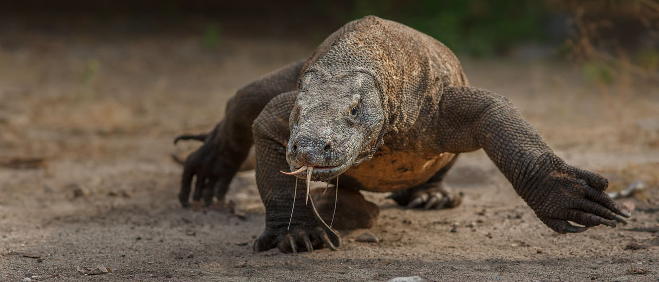 Komodo Island